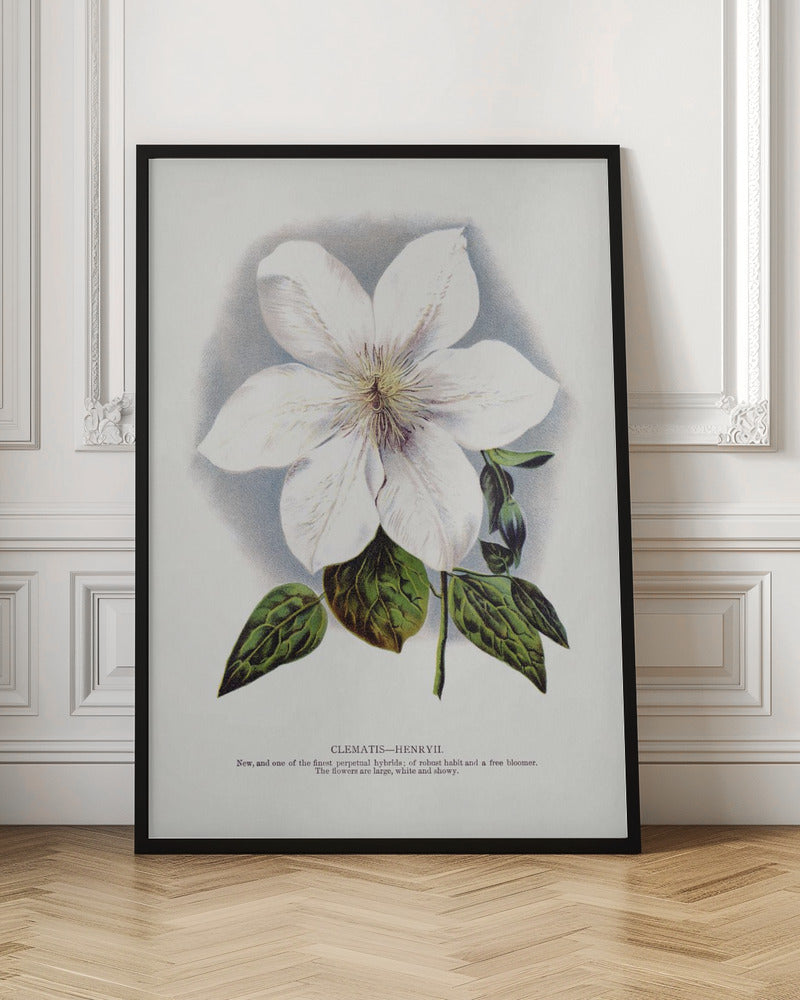 Wall Art Clematis Flower Lithograph