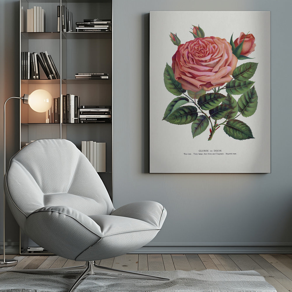 Pink Rose, Glorie De Dijon Lithograph