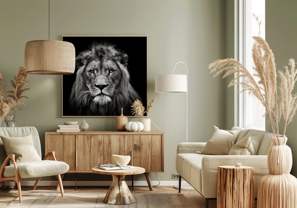 Wall art Young Male Lion Canvas Print