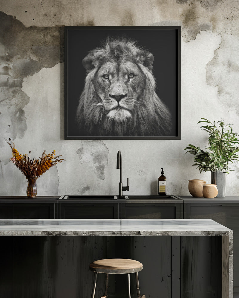 Wall art Young Male Lion Canvas Print