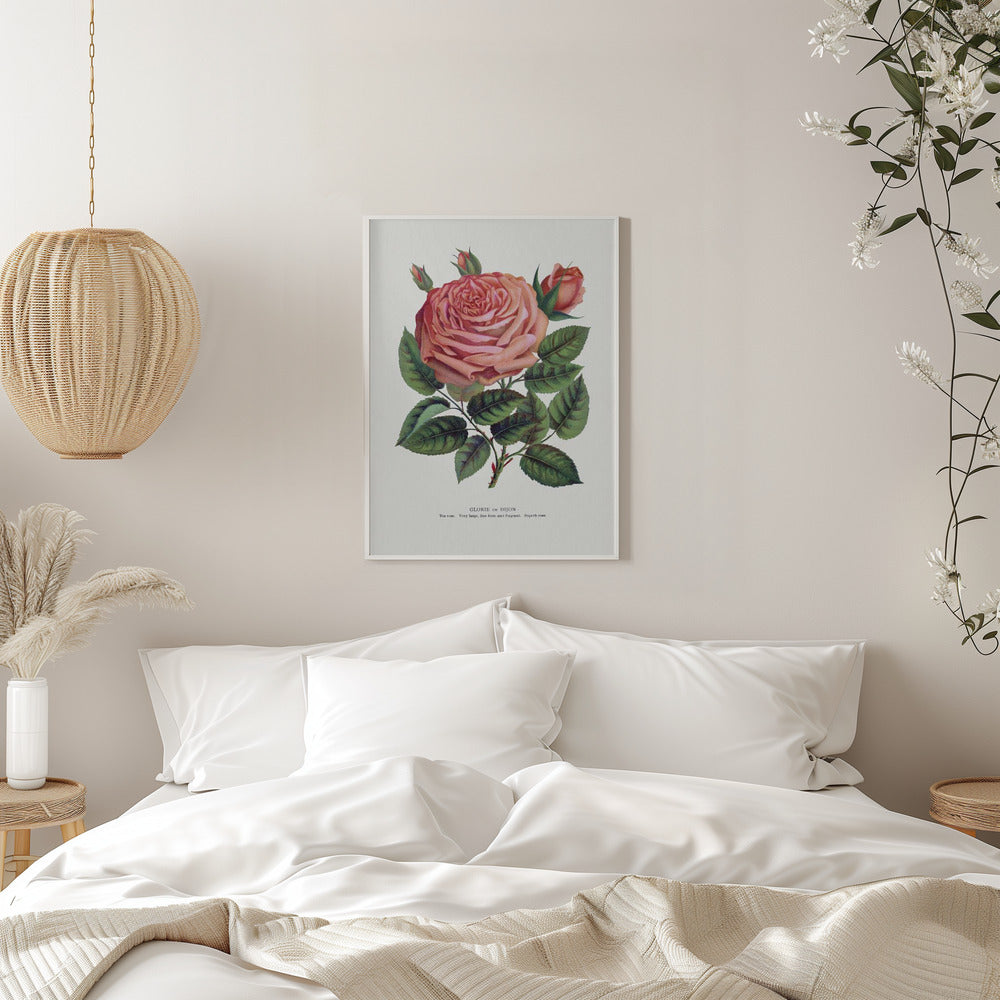 Pink Rose, Glorie De Dijon Lithograph
