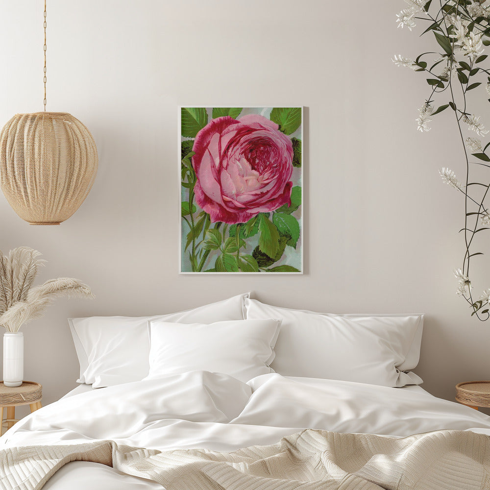 Wall Art Pink Rose, Mrs John Laing Lithograph