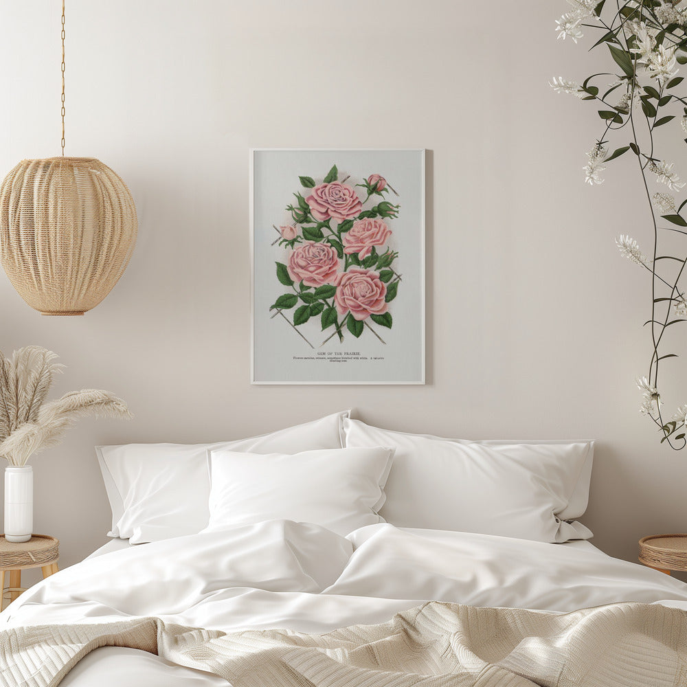 Wall Art Pink Rose, Gem of the Prairie Lithograph