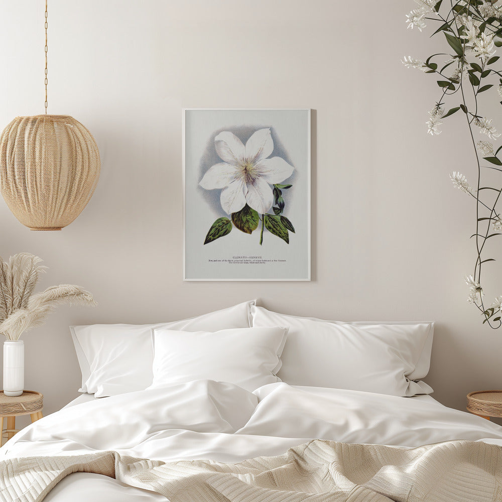 Wall Art Clematis Flower Lithograph