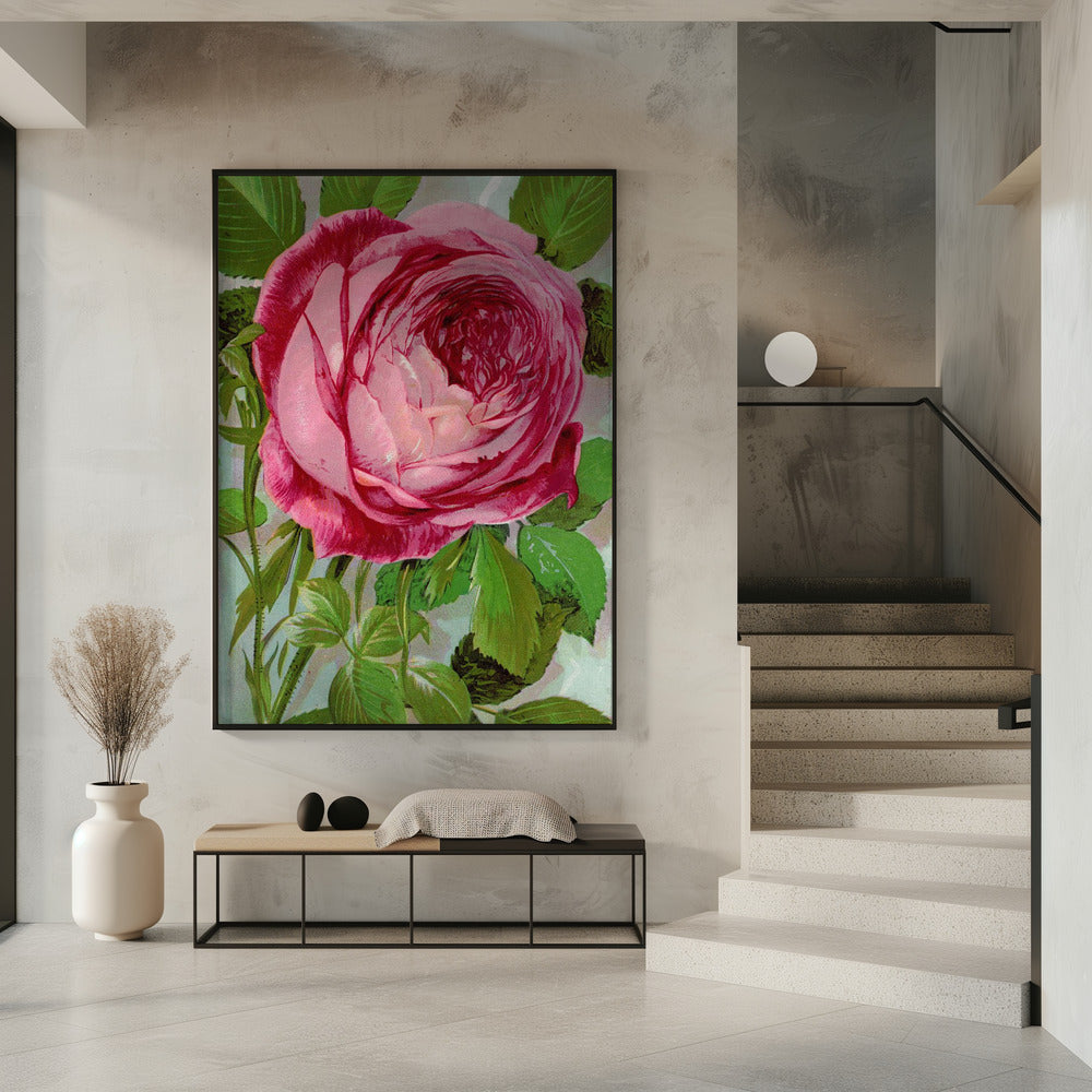 Wall Art Pink Rose, Mrs John Laing Lithograph
