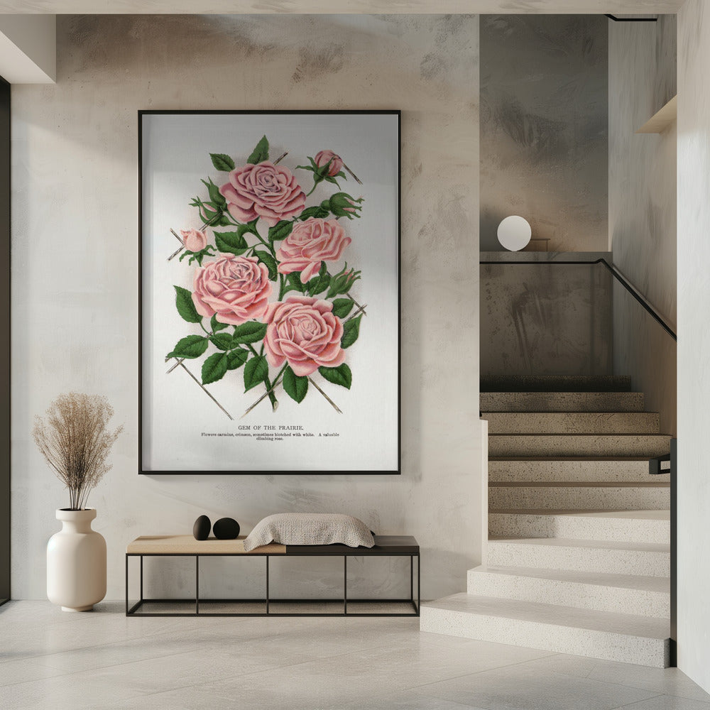 Wall Art Pink Rose, Gem of the Prairie Lithograph