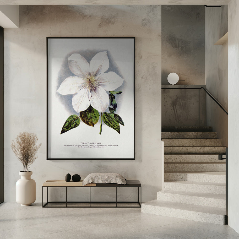 Wall Art Clematis Flower Lithograph