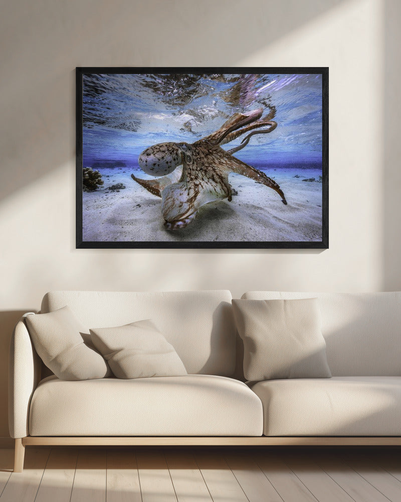 Wall Art Dancing Octopus