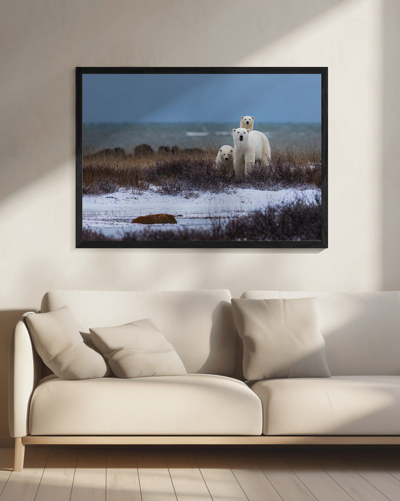Wall art Mother bear with cubs, Hudson bay in the background