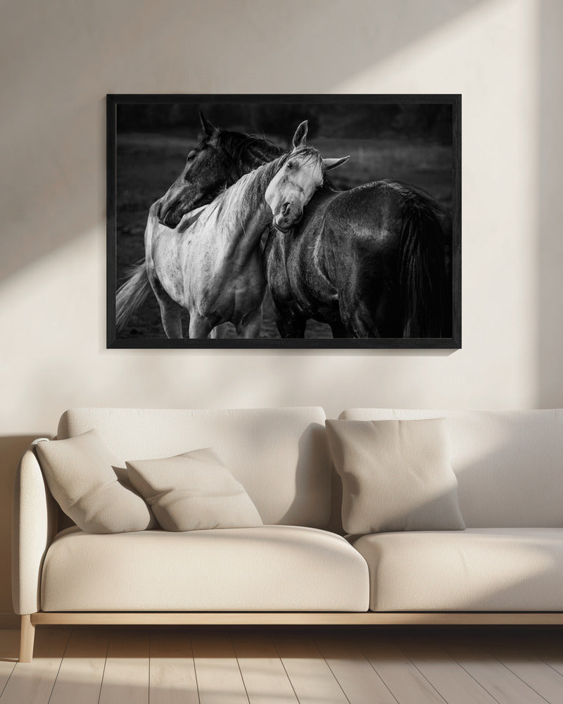 Wall art Warm rain Horses Canvas Print