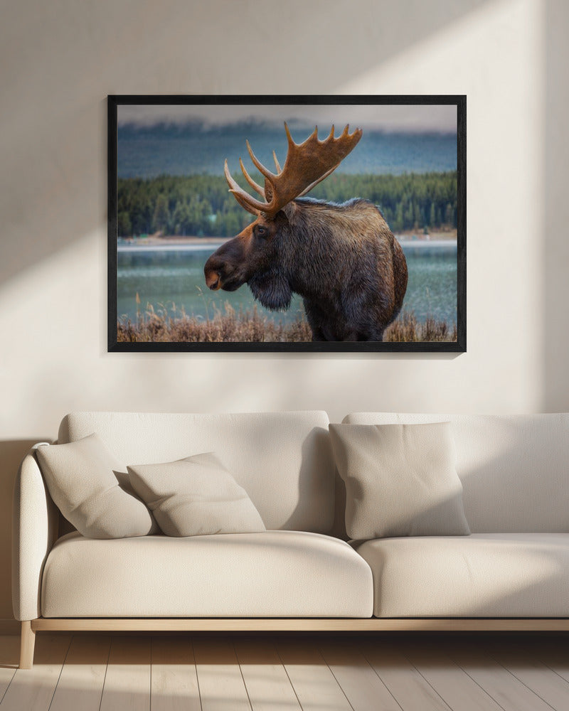 Wall art Moose