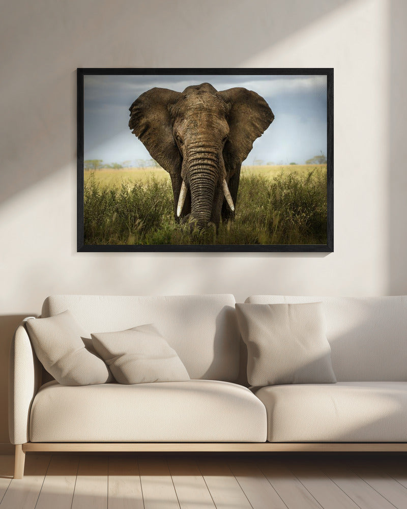 Wall art Encounters in Serengeti. Elephant
