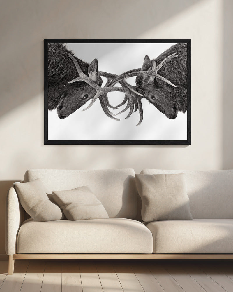 Wall art Eye to Eye - Elk fight