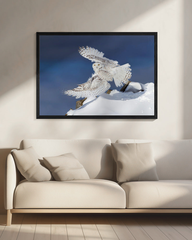 Wall art Snowy Owl in Flight