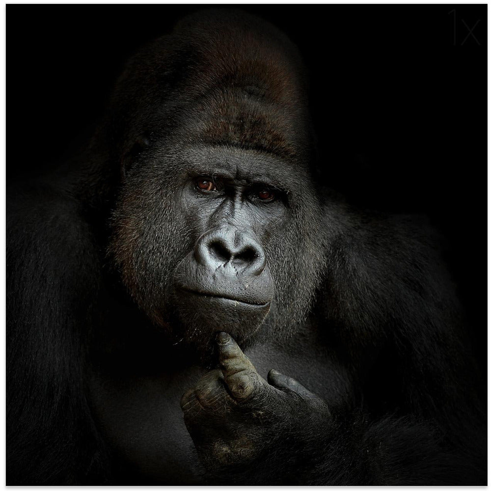 Wall Art ego cogito, ergo sum