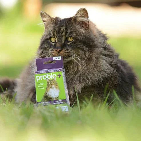 Probio+ – Pré & Probiotiques Naturels pour Chats & Chatons
