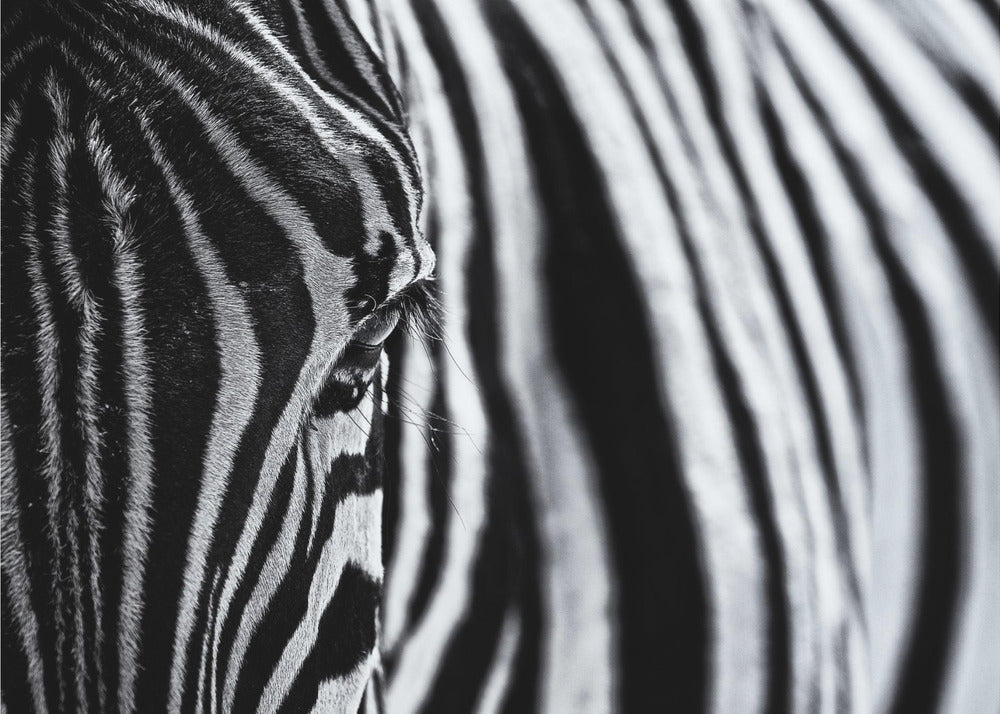 Wall art The look of nature