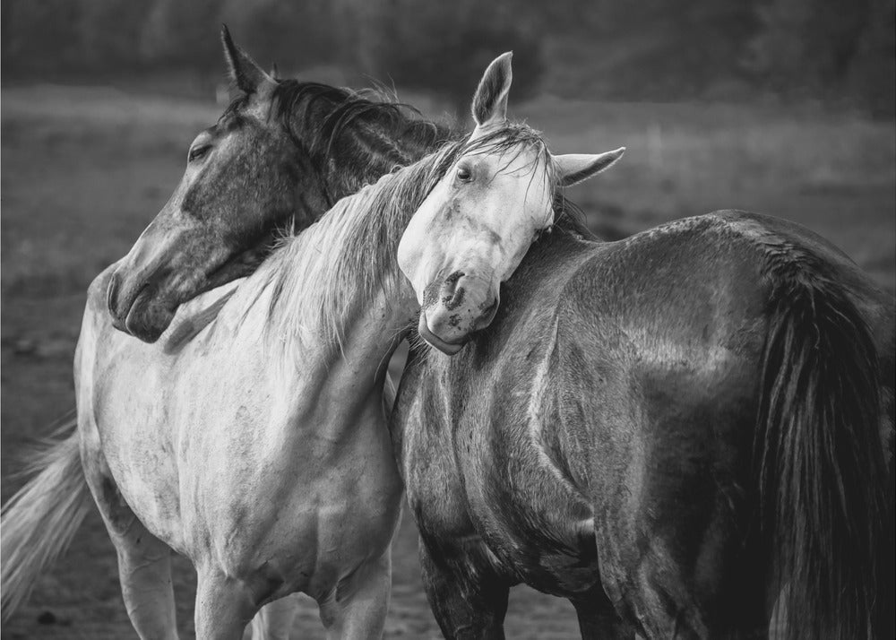 Wall art Warm rain Horses Canvas Print