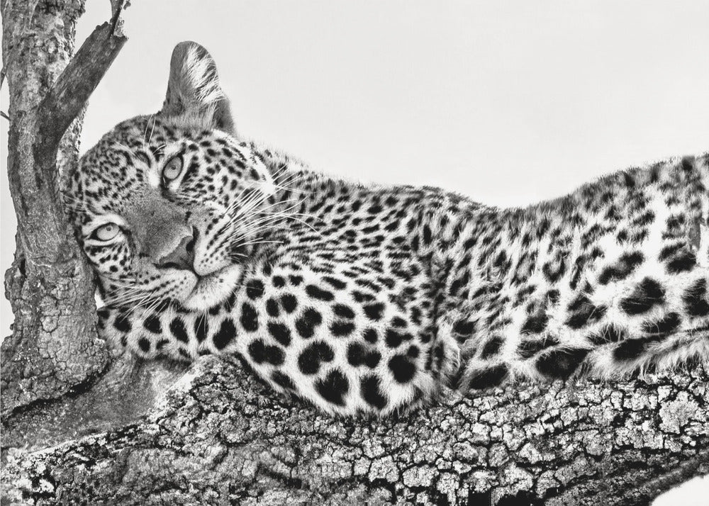 Time to rest Leopard