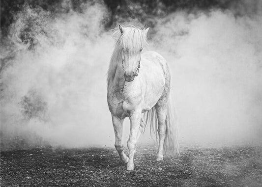 Wall art Icelandic pony