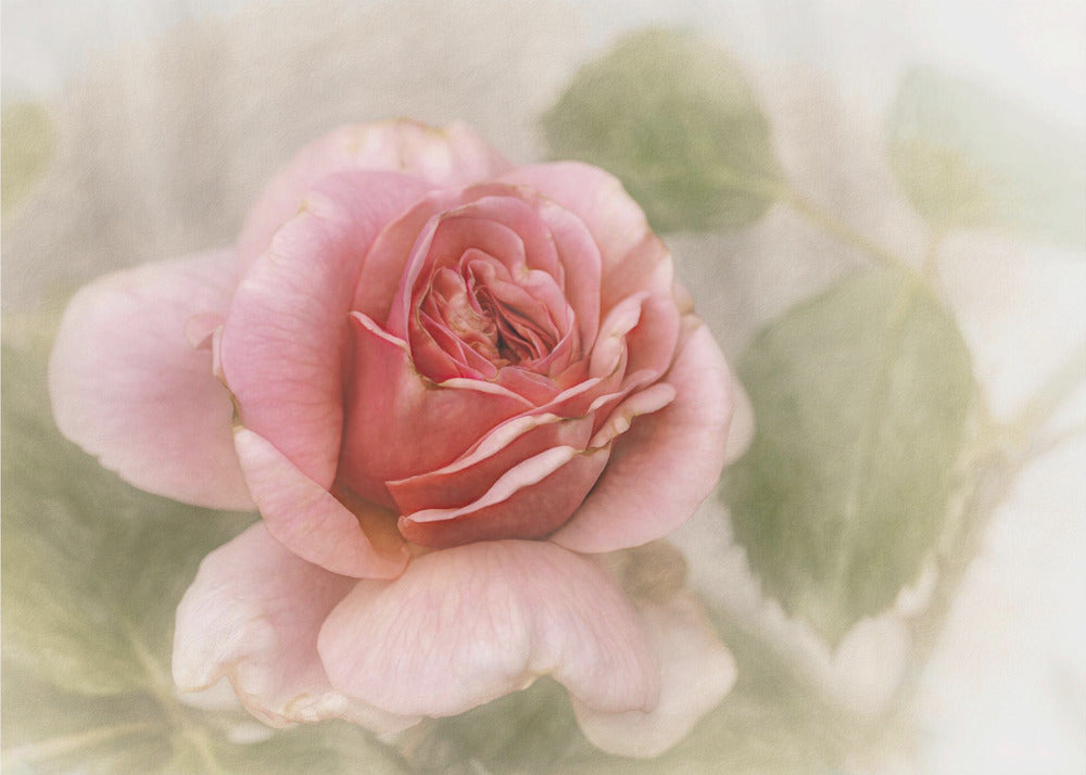 Wall Art smooth rose