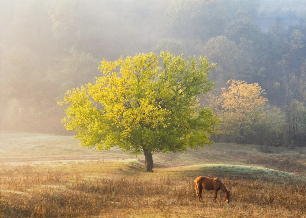 Wall art Tree of Life