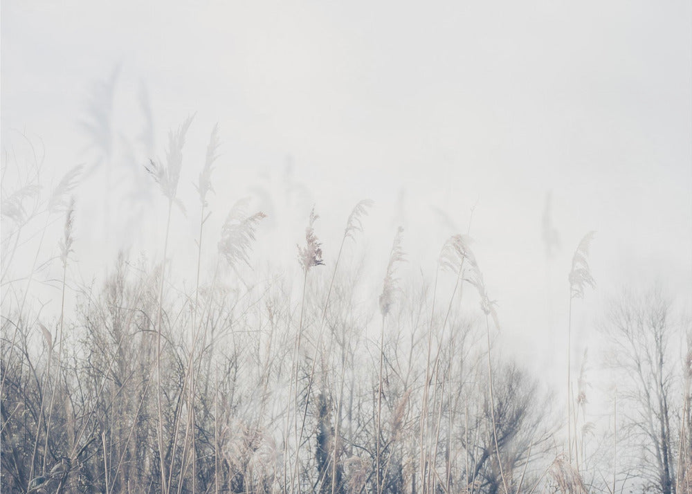Wall art Landscape of reeds and grass