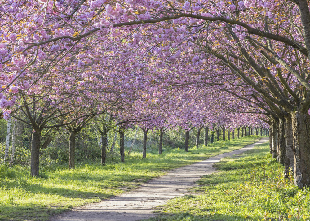 Wall art Idyllic cherry blossom alley