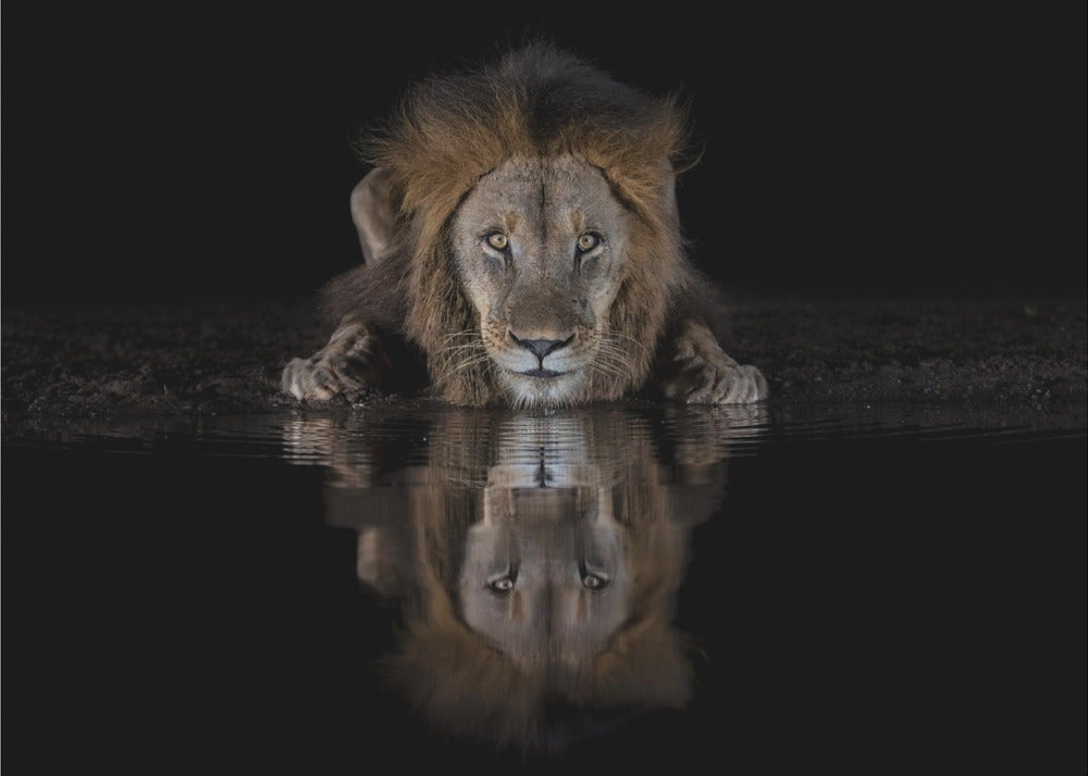 Wall art A Lion at The Night