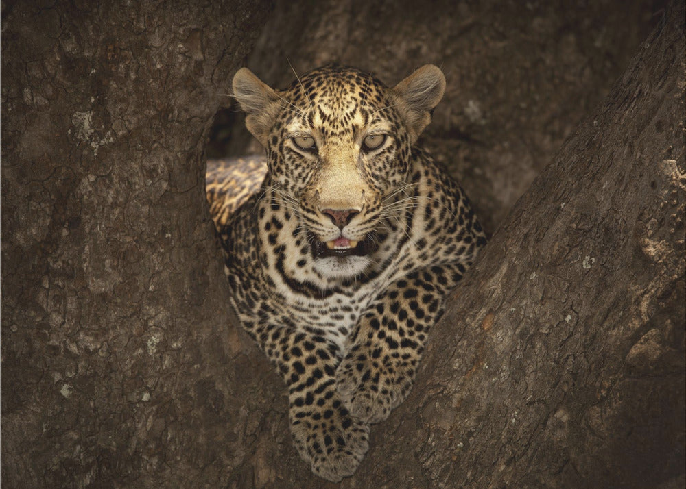 Wall art Leopard Resting on a Tree at Masai Mara