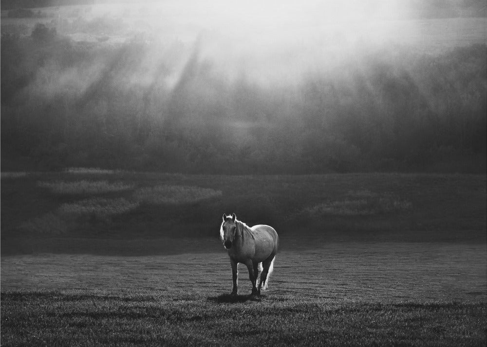 Wall art morning appearance. Hourses