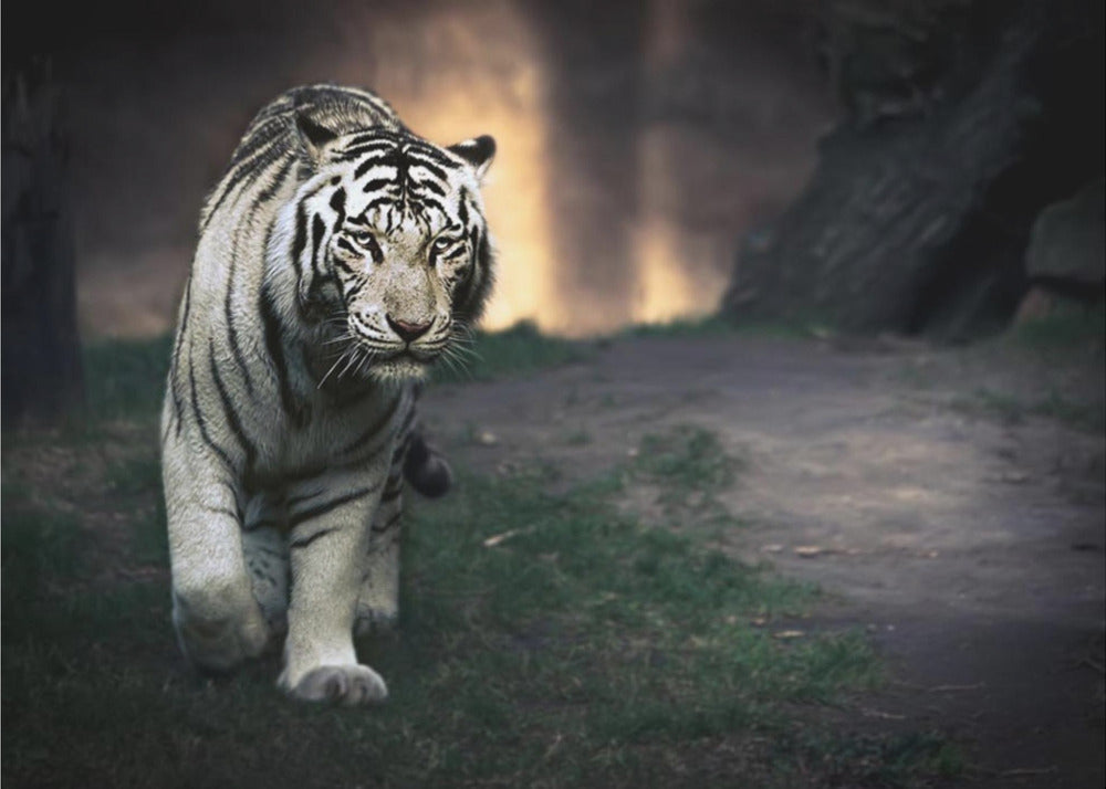 Wall art White walker