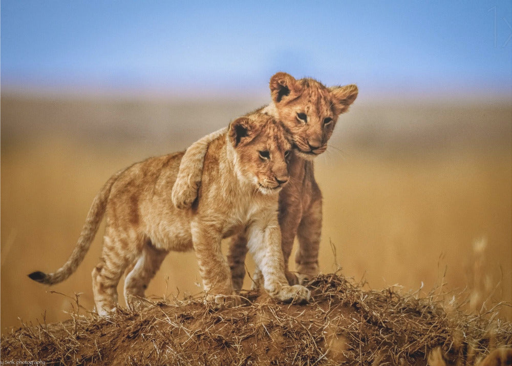 Wall Art Brothers for Life