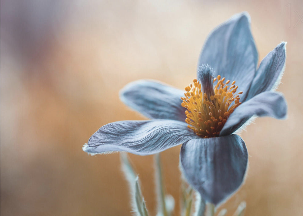 Wall art Pasque. Floral