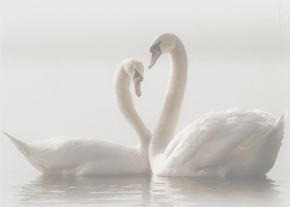 Wall art Forever. Swam