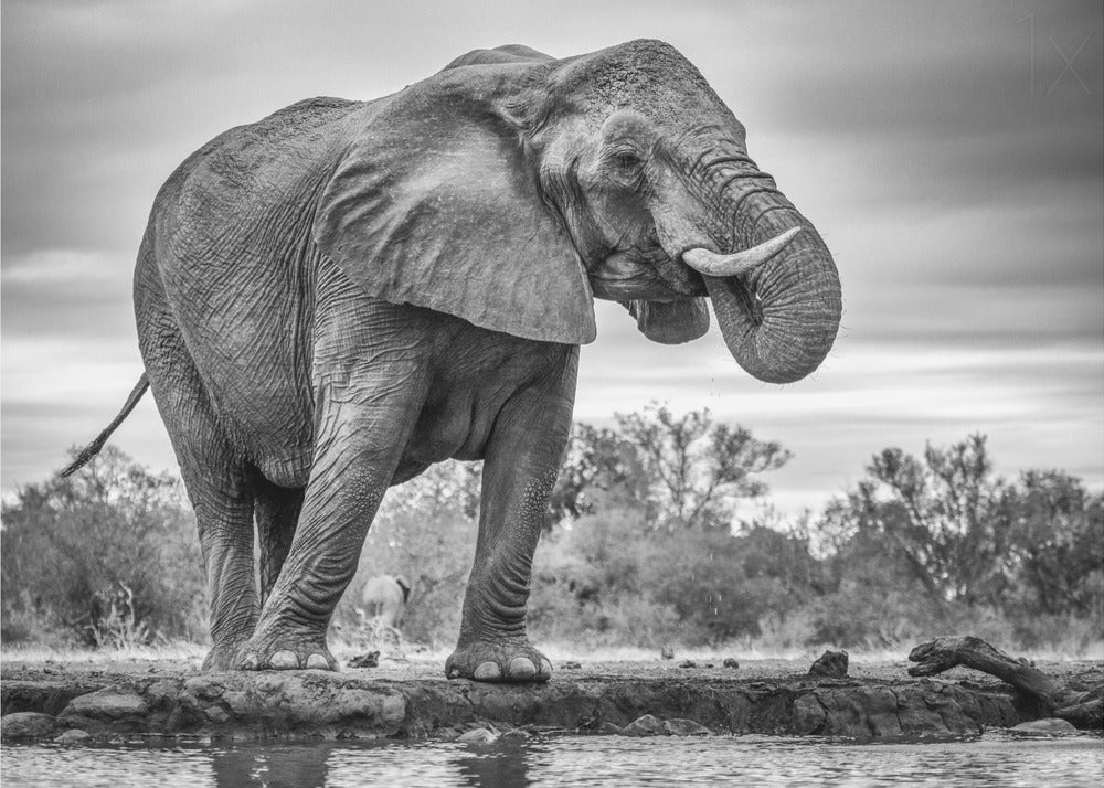 Wall art Standing Proud. Elephant