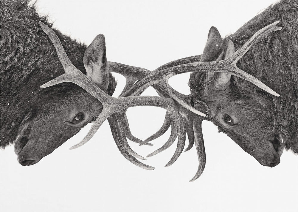 Wall art Eye to Eye - Elk fight