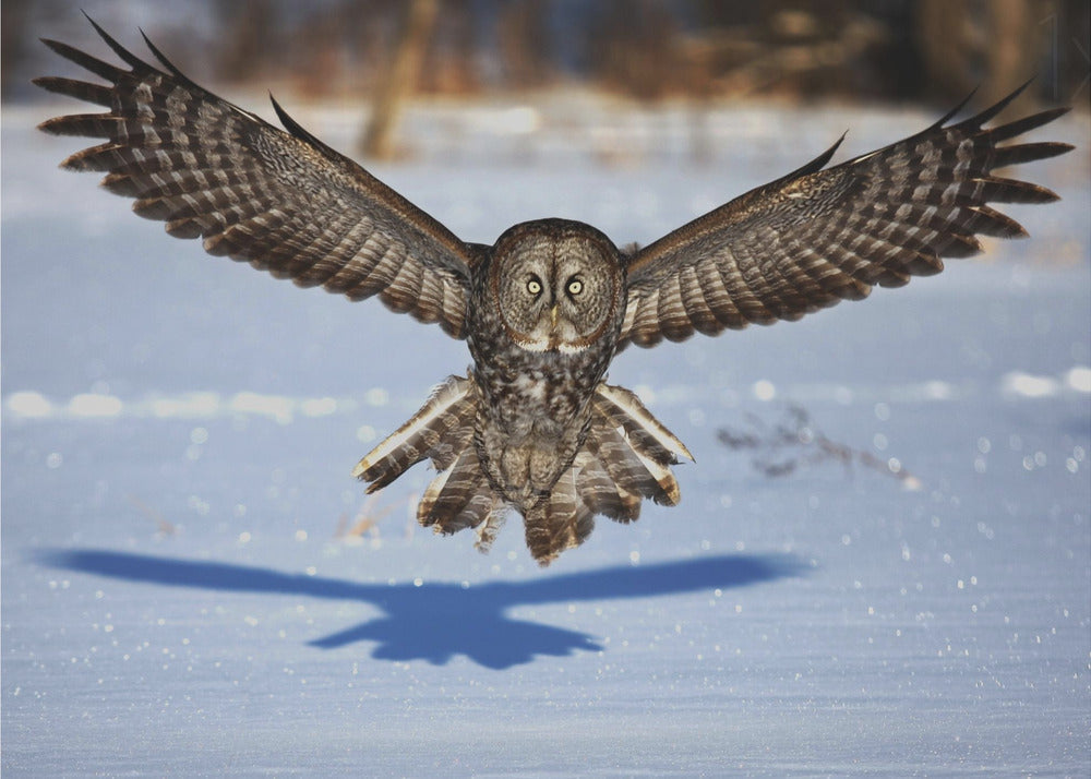 Wall art In your face - Great Grey Owl
