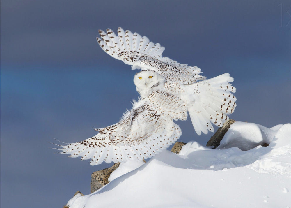 Wall art Snowy Owl in Flight