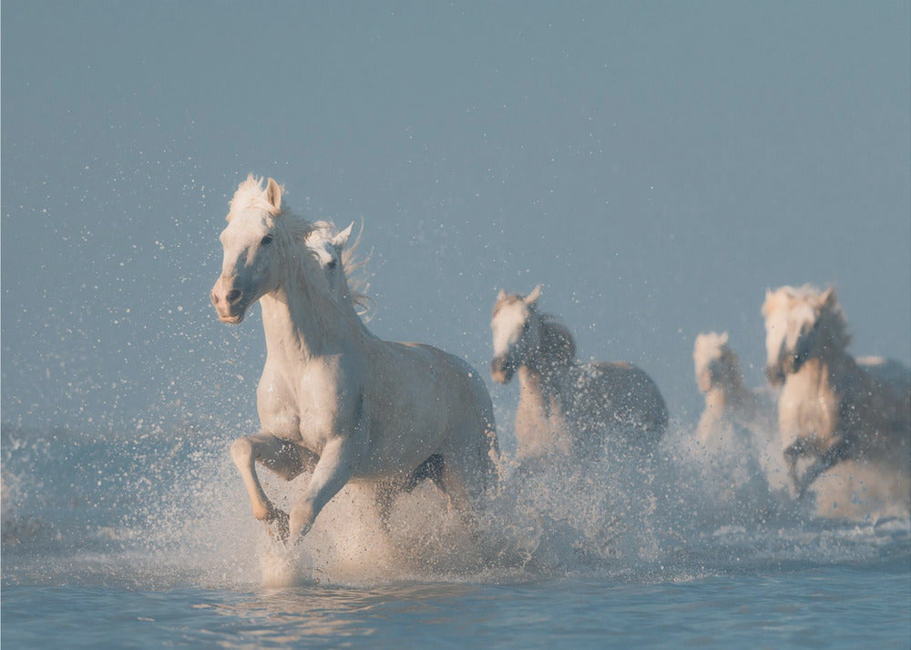 Wall art Angels of Camargue. Horse