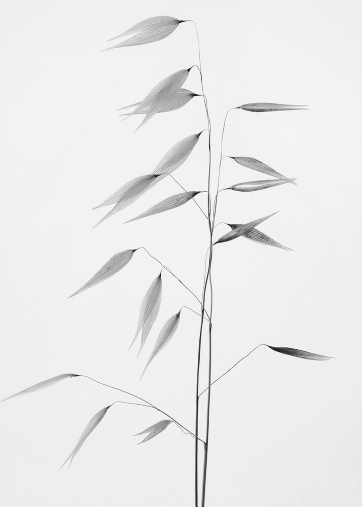 Wall art Sharpness of the nature