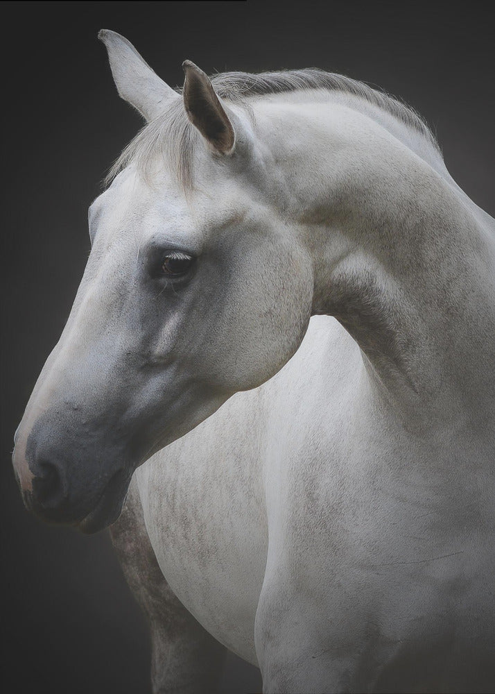 Wall art Maggie. Horse