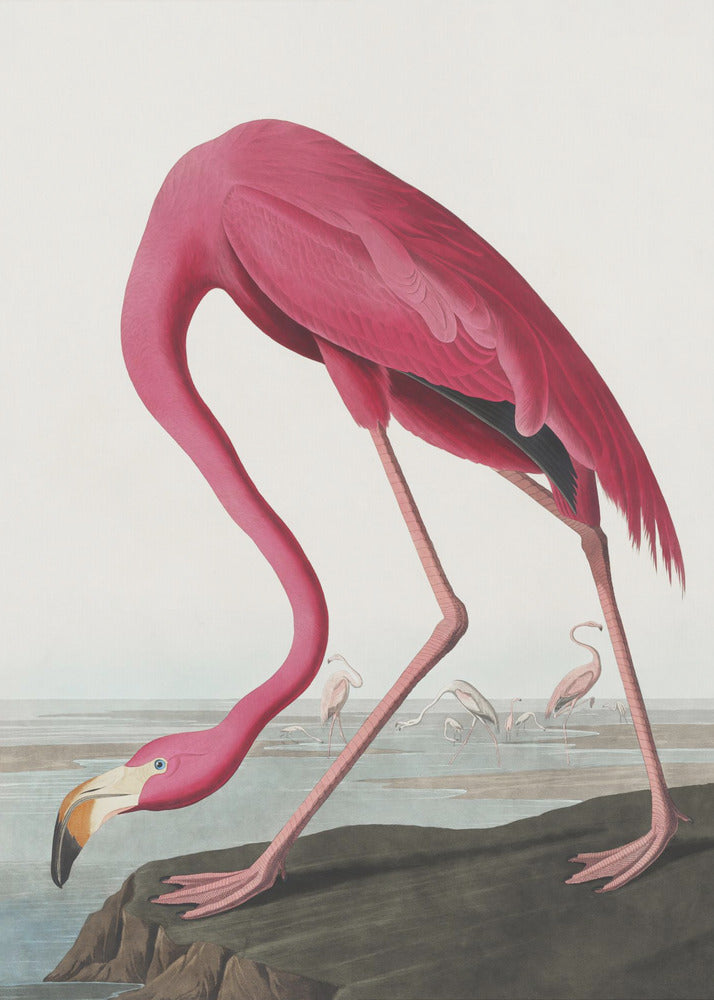 Pink Flamingo Ii From Birds of America (1827)