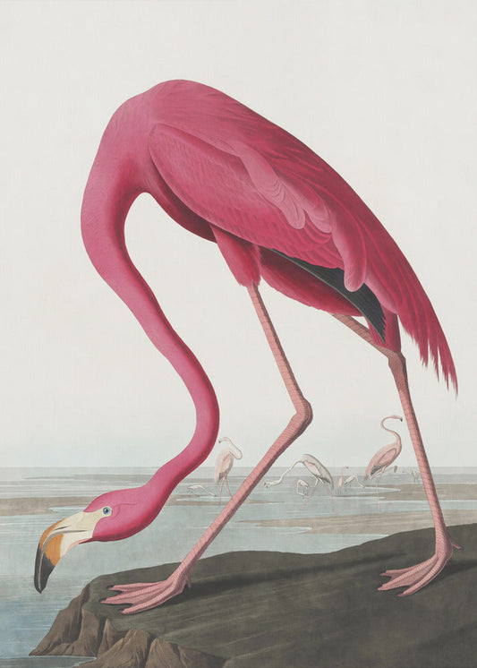 Pink Flamingo Ii From Birds of America (1827)