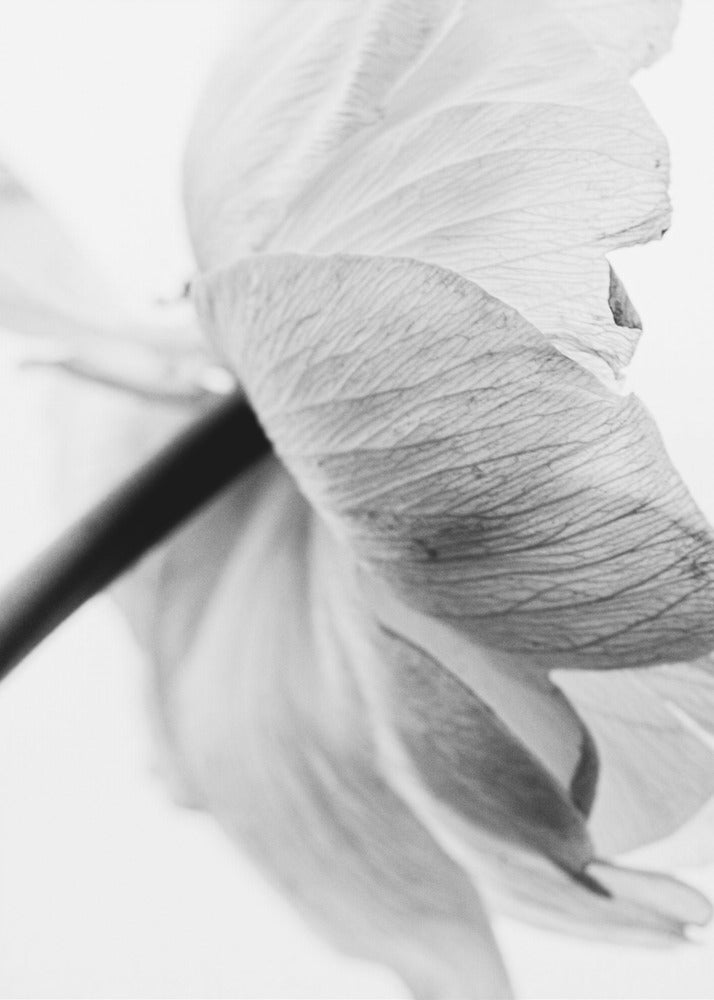 Wall art Blooming Flower Canvas Print