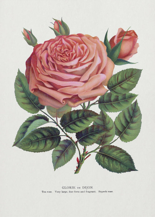 Pink Rose, Glorie De Dijon Lithograph