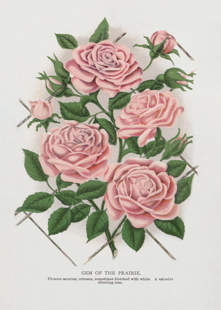 Wall Art Pink Rose, Gem of the Prairie Lithograph