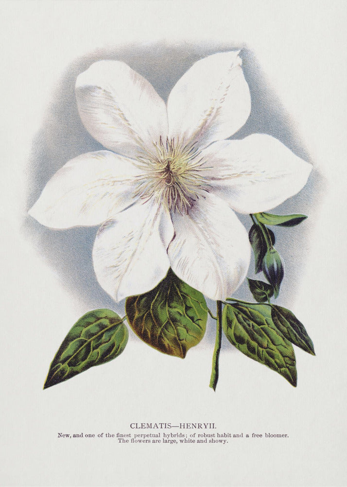 Wall Art Clematis Flower Lithograph