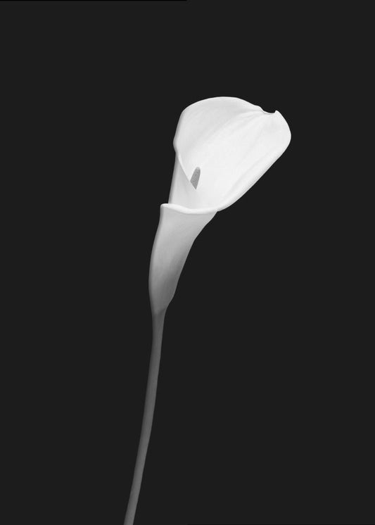 Wall art Calla | dark design