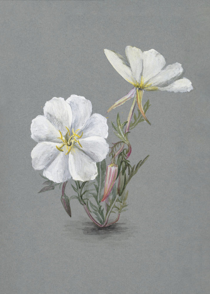 Wall Art Giant Helleborine (1880)